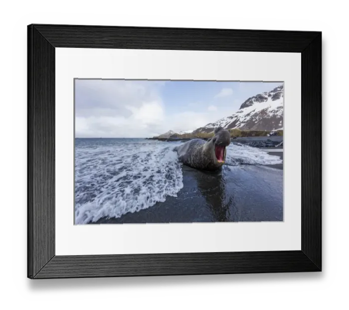 Framed Print : South Georgia Island, Right Whale Bay. Male elephant seal makes dominance call