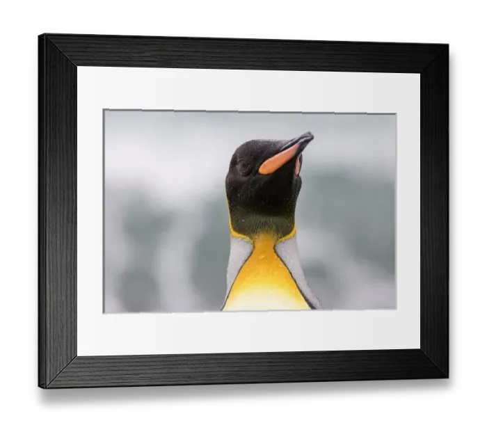 Framed Print : South Georgia Island, Salisbury Plains. King penguin portrait