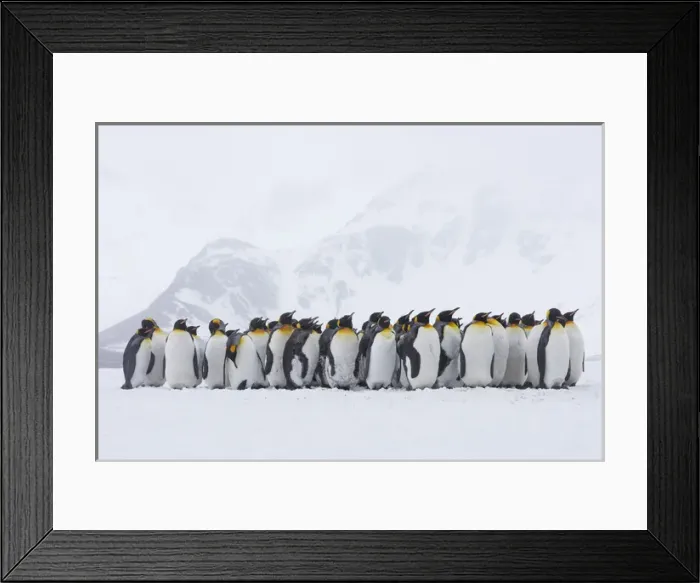 Framed Print : South Georgia Island, Right Whale Bay. Penguins huddle together in snowstorm