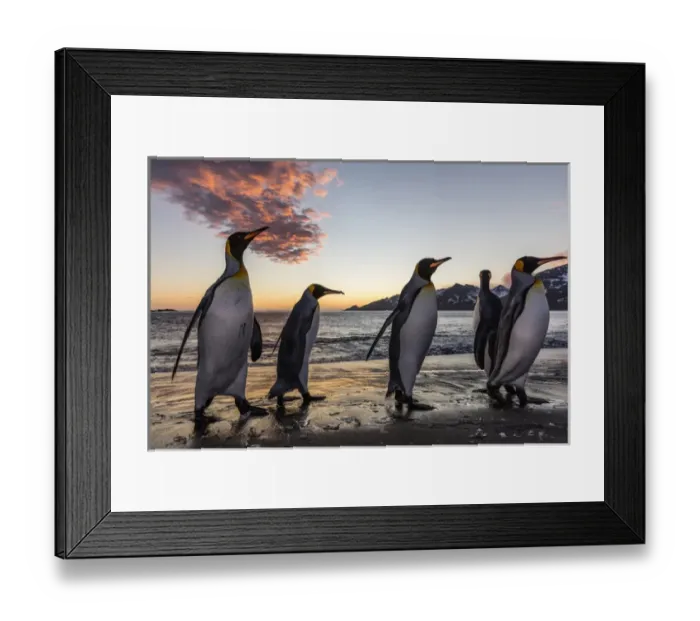 Framed Print : South Georgia Island, St. Andrews Bay. King penguins emerge from water at sunrise