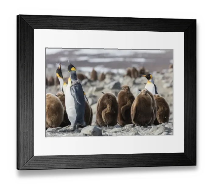 Framed Print : South Georgia Island, St. Andrews Bay