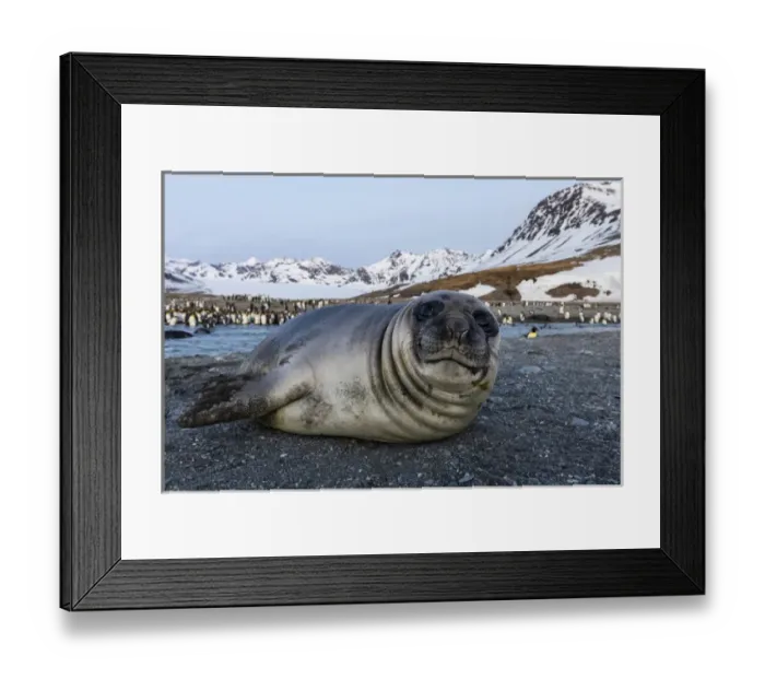 Framed Print : South Georgia Island, St. Andrews Bay. Close-up of elephant seal pup on beach Framed Print : South Georgia Island, St. Andrews Bay. Close-up of elephant seal pup on beach