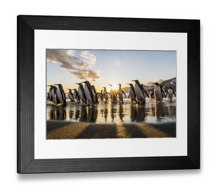 Framed Print : South Georgia Island, St. Andrews Bay Framed Print : South Georgia Island, St. Andrews Bay