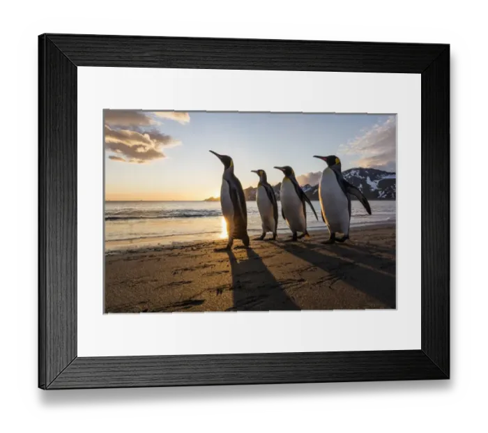 Framed Print : South Georgia Island, St. Andrews Bay. King penguins walk on beach at sunrise Framed Print : South Georgia Island, St. Andrews Bay. King penguins walk on beach at sunrise