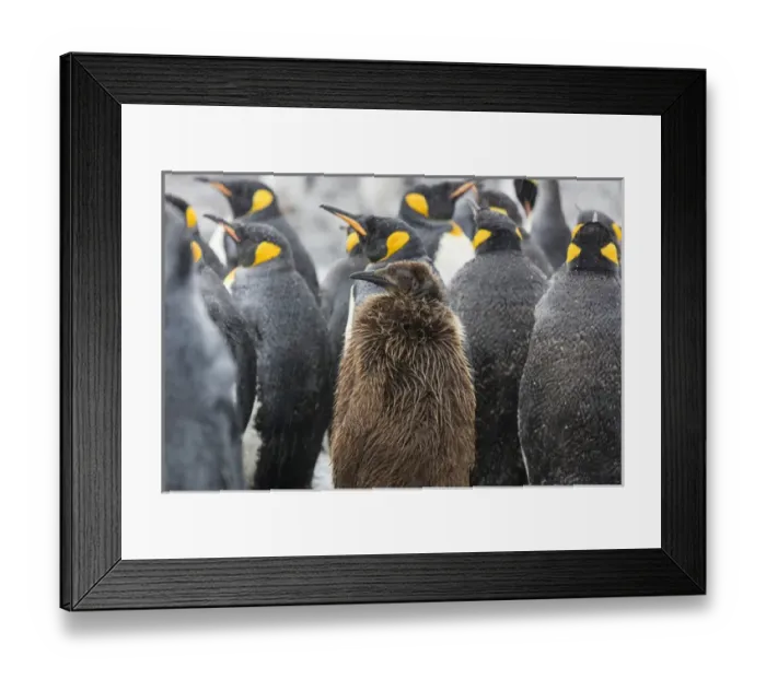 Framed Print : South Georgia Island, Salisbury Plains. A juvenile king penguin among adults in rain