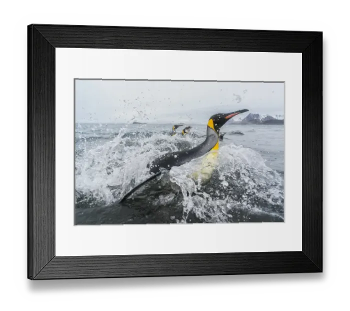 Framed Print : South Georgia Island, Salisbury Plains. King penguins emerge from water onto beach Framed Print : South Georgia Island, Salisbury Plains. King penguins emerge from water onto beach