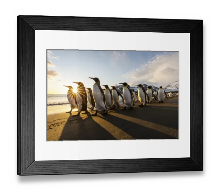 Framed Print : South Georgia Island, St. Andrews Bay. King penguins walk on beach at sunrise