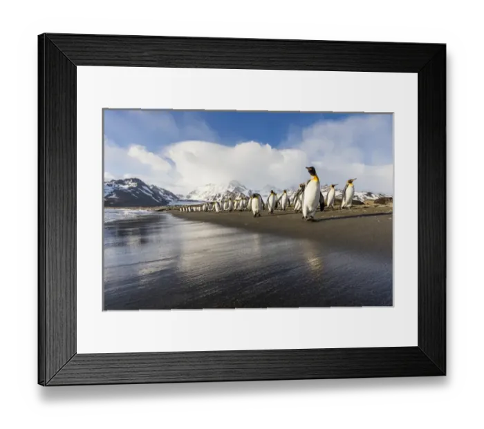 Framed Print : South Georgia Island, St. Andrews Bay. King penguins walk on beach at sunrise
