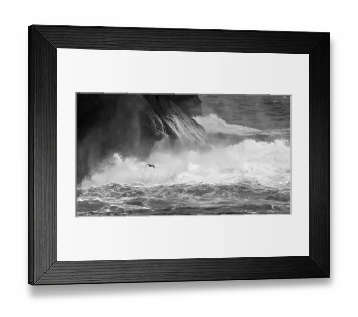 Framed Print : Antarctica, South Atlantic. Cormorant flying over frothing sea Framed Print : Antarctica, South Atlantic. Cormorant flying over frothing sea