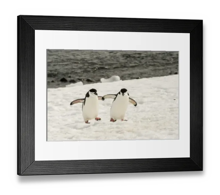 Framed Print : Antarctica, Chinstrap, Penguin, Walking Pair