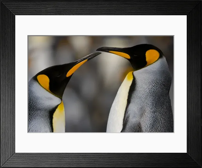 Framed Print : Antarctica, South Georgia, King penguin pair Framed Print : Antarctica, South Georgia, King penguin pair