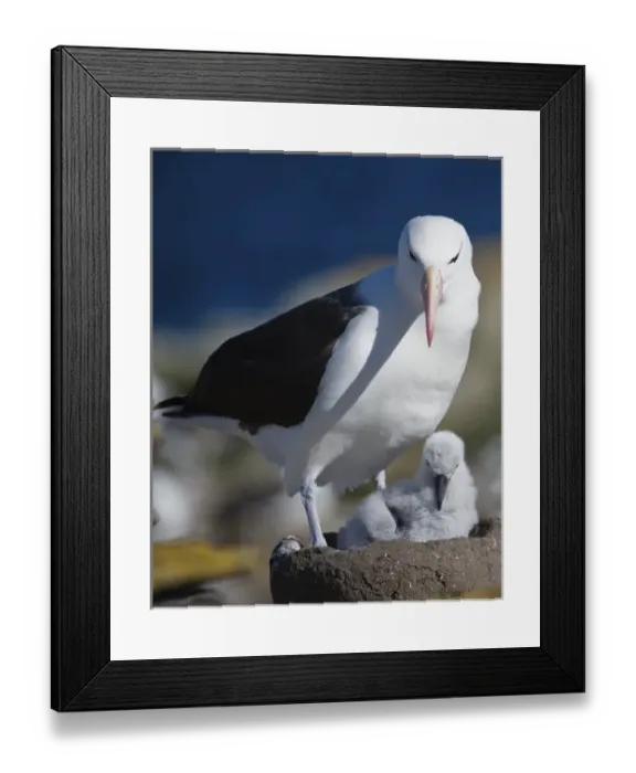 Framed Print : Afalkland Islands, Albatross, chick Framed Print : Afalkland Islands, Albatross, chick