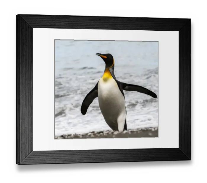 Framed Print : Antarctica, penguin, King Framed Print : Antarctica, penguin, King