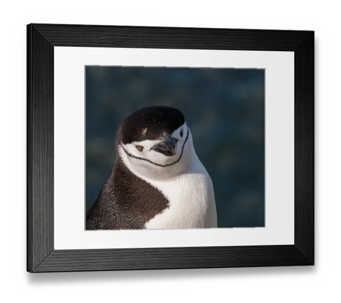 Framed Print : Antarctica, penguin, headshot Framed Print : Antarctica, penguin, headshot