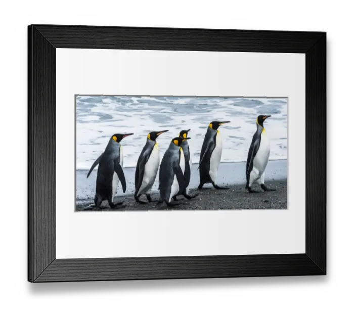 Framed Print : Antarctic, penguins, marching