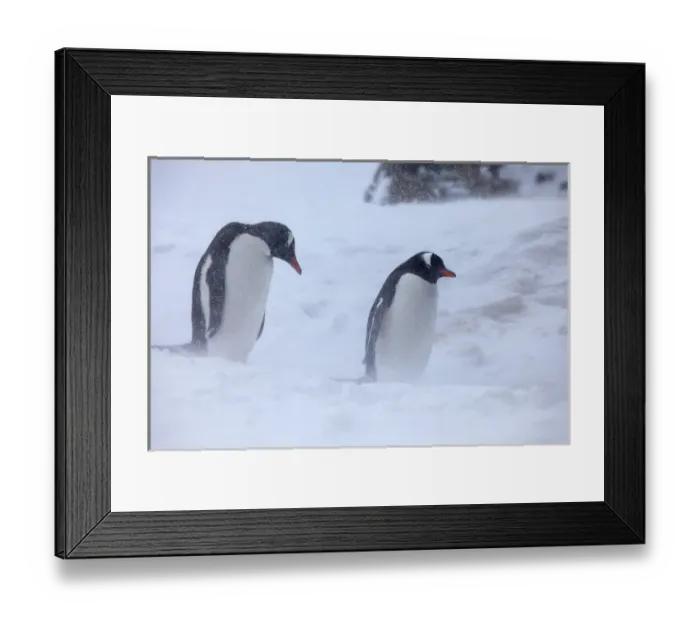 Framed Print : Antarctica, Brown Bluff, Gentoo Penguins in Snow Storm Framed Print : Antarctica, Brown Bluff, Gentoo Penguins in Snow Storm