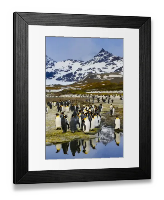 Framed Print : South Georgia Island, St. Andrews Bay, King Penguins Framed Print : South Georgia Island, St. Andrews Bay, King Penguins