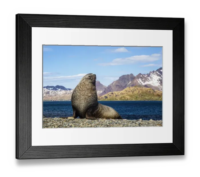 Framed Print : South Georgia Island, Stromness Bay, Fur Seal Framed Print : South Georgia Island, Stromness Bay, Fur Seal