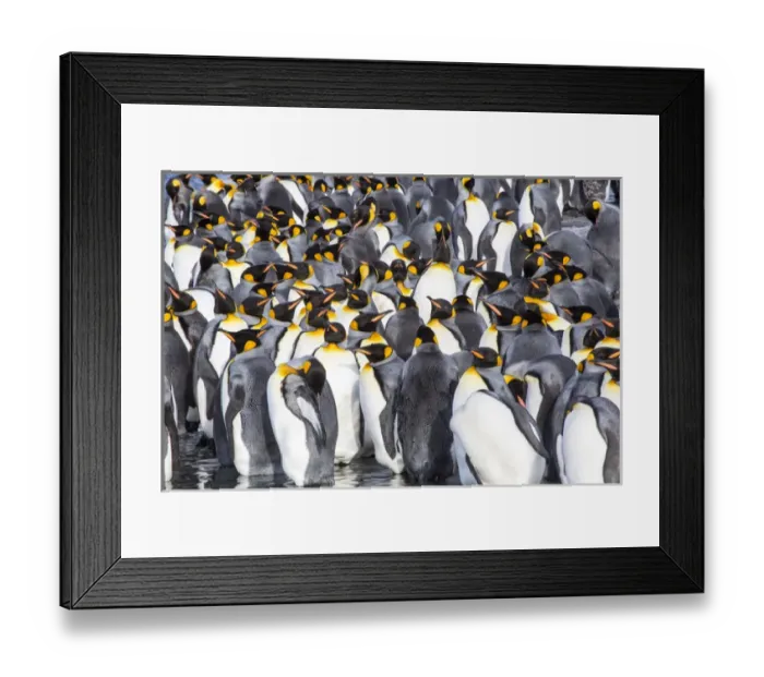 Framed Print : Antarctica, South Georgia Island, Salisbury Plain, King Penguins Framed Print : Antarctica, South Georgia Island, Salisbury Plain, King Penguins