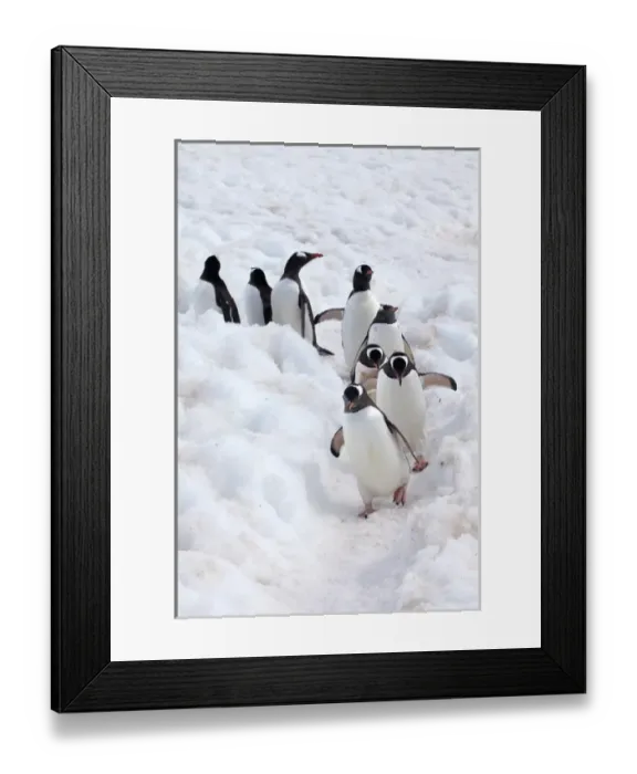 Framed Print : Antarctica, Cuverville Island, Gentoo Penguins Walking Through the Snow Framed Print : Antarctica, Cuverville Island, Gentoo Penguins Walking Through the Snow