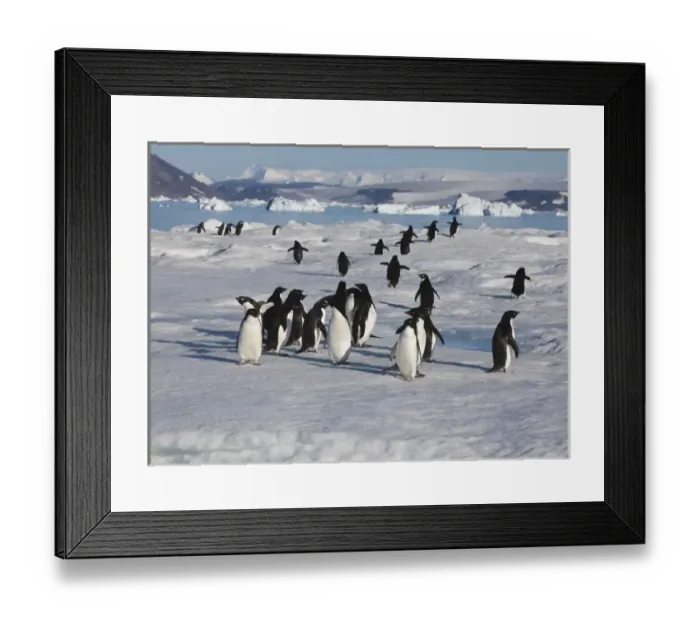 Framed Print : A group of adelie penguins loaf on sea ice near their colony on Devil Island