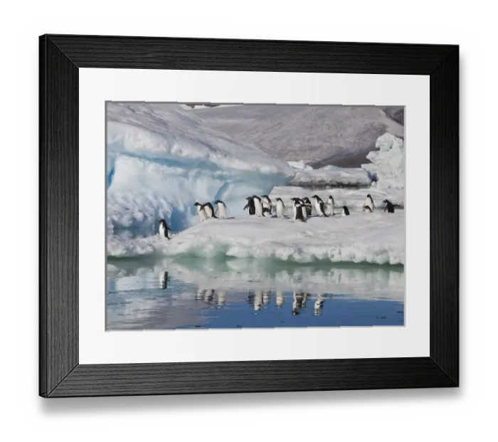 Framed Print : A group of adelie penguins run along the edge of an iceberg and jump into the sea