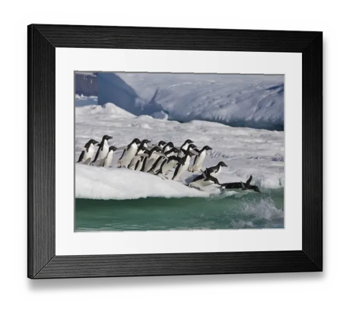 Framed Print : A group of adelie penguins rush to the edge of an iceberg to jump into the sea, near Framed Print : A group of adelie penguins rush to the edge of an iceberg to jump into the sea, near