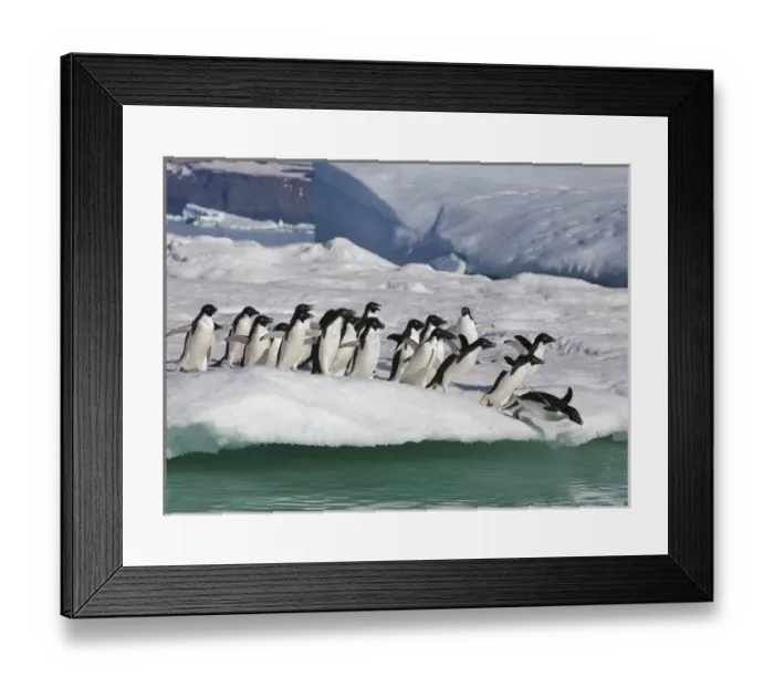 Framed Print : A group of adelie penguins rush to the edge of an iceberg to jump into the sea, near Framed Print : A group of adelie penguins rush to the edge of an iceberg to jump into the sea, near
