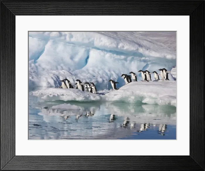 Framed Print : A group of adelie penguins run along the edge of an iceberg and jump into the sea Framed Print : A group of adelie penguins run along the edge of an iceberg and jump into the sea