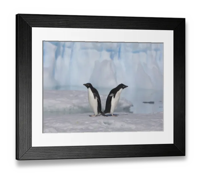 Framed Print : A pair of adelie penguins loaf on sea ice near their colony on Devil Island Framed Print : A pair of adelie penguins loaf on sea ice near their colony on Devil Island