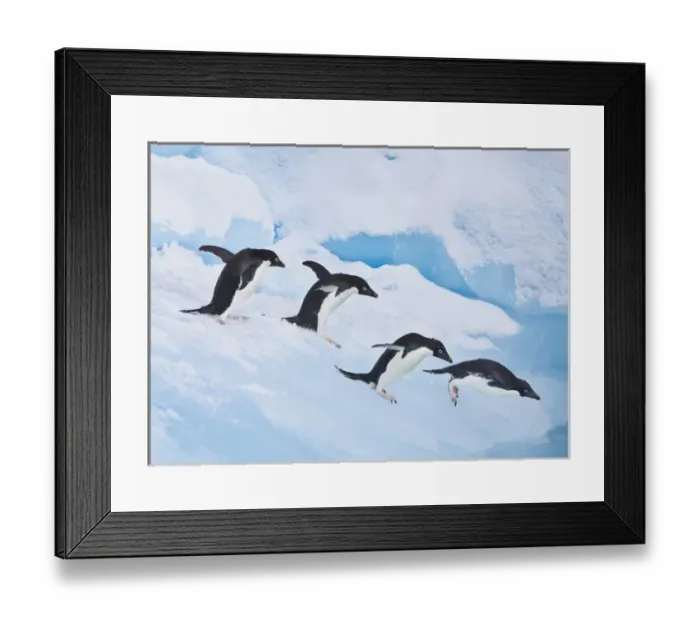 Framed Print : A group of adelie penguins run towards the edge of the iceberg they are resting