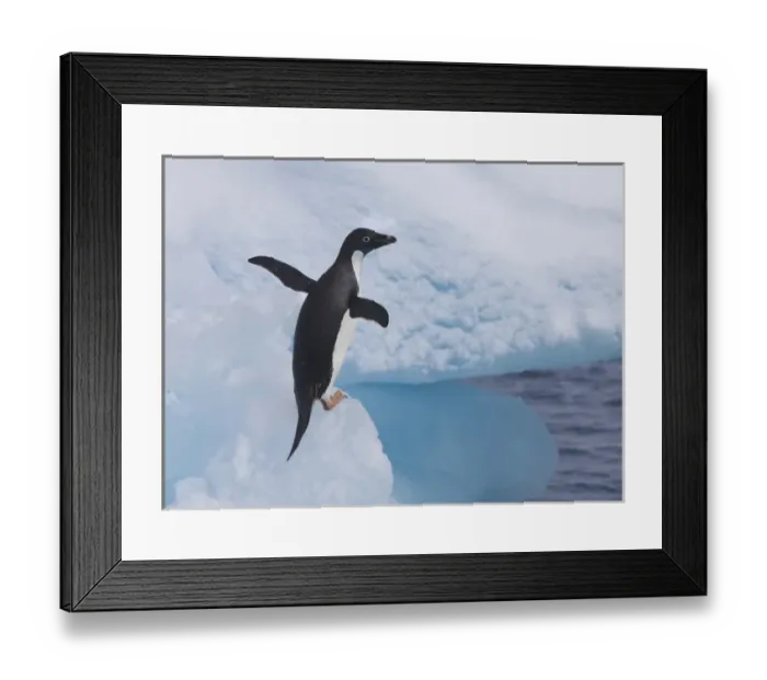 Framed Print : An adelie penguin loafs on an iceberg near its nesting colony on Paulet Island Framed Print : An adelie penguin loafs on an iceberg near its nesting colony on Paulet Island