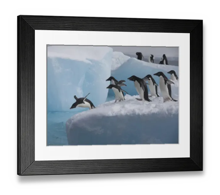 Framed Print : A group of adelie penguins run towards the edge of the iceberg they are resting Framed Print : A group of adelie penguins run towards the edge of the iceberg they are resting