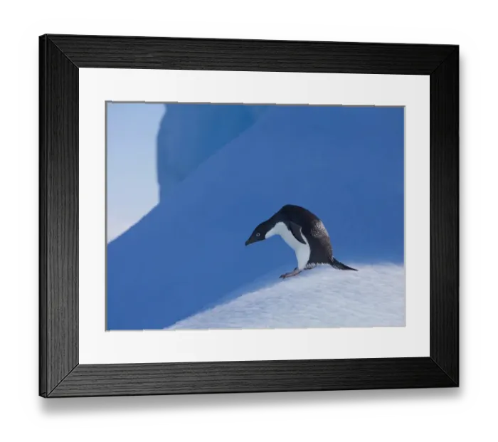 Framed Print : An adelie penguin stands on a blue iceberg near its colony on Devil Island Framed Print : An adelie penguin stands on a blue iceberg near its colony on Devil Island