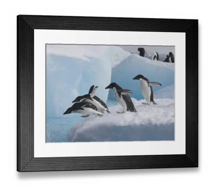 Framed Print : A group of adelie penguins run towards the edge of the iceberg they are resting Framed Print : A group of adelie penguins run towards the edge of the iceberg they are resting