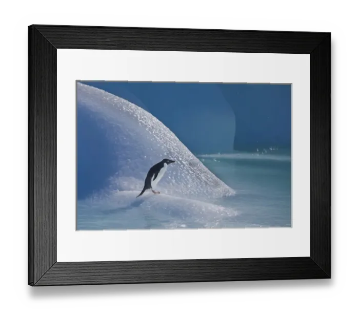 Framed Print : An adelie penguin stands on a blue iceberg near its colony on Devil Island