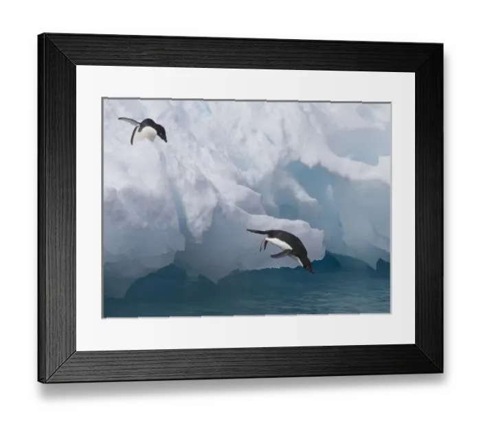 Framed Print : A pair of adelie penguins leap off the edge of the iceberg they were resting Framed Print : A pair of adelie penguins leap off the edge of the iceberg they were resting