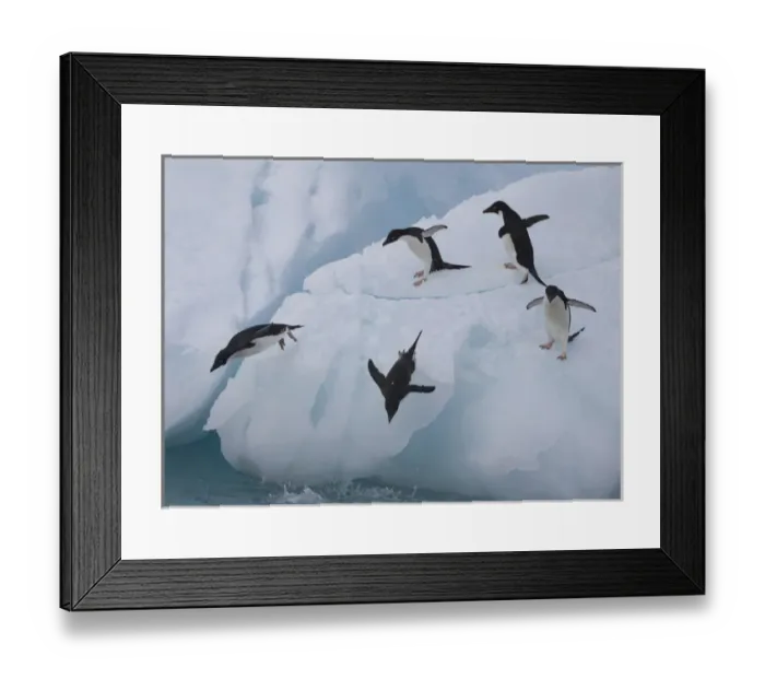 Framed Print : A group of adelie penguins leap off the edge of the iceberg they were resting Framed Print : A group of adelie penguins leap off the edge of the iceberg they were resting