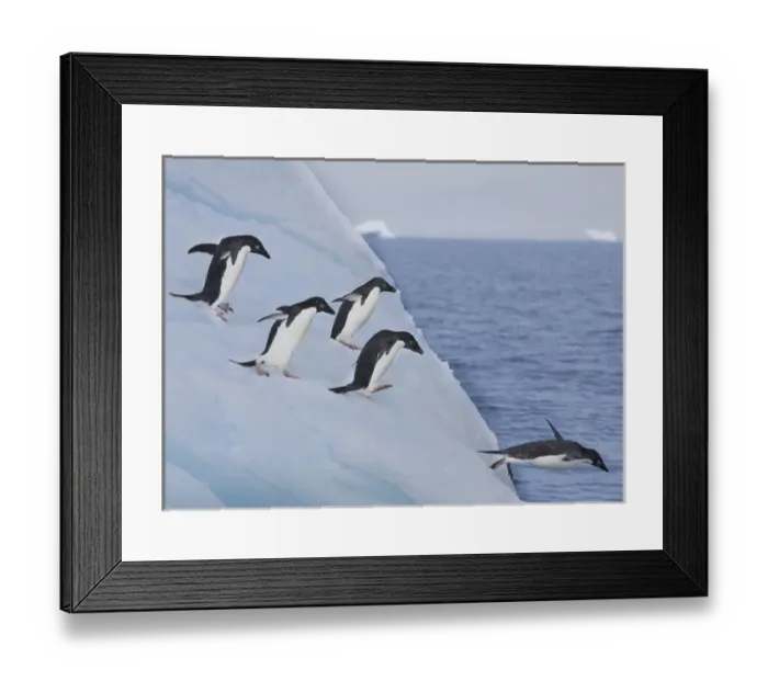 Framed Print : A group of adelie penguins leap off the edge of the iceberg they were resting Framed Print : A group of adelie penguins leap off the edge of the iceberg they were resting