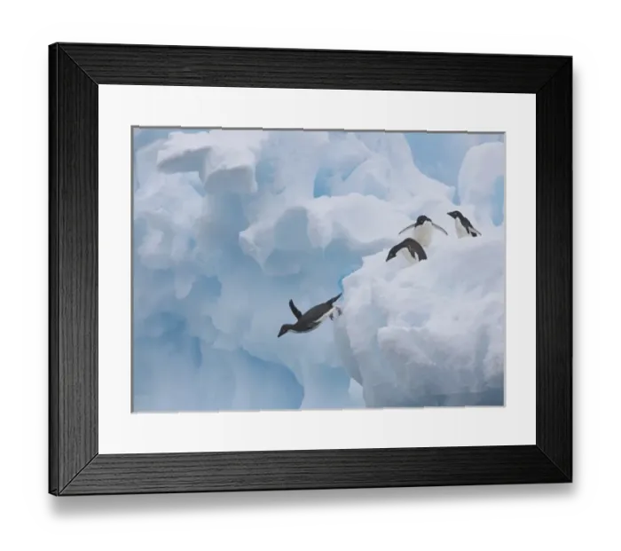 Framed Print : A group of adelie penguins leap off the edge of the iceberg they were resting Framed Print : A group of adelie penguins leap off the edge of the iceberg they were resting