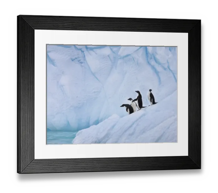 Framed Print : A group of adelie penguins leap off the edge of the iceberg they were resting