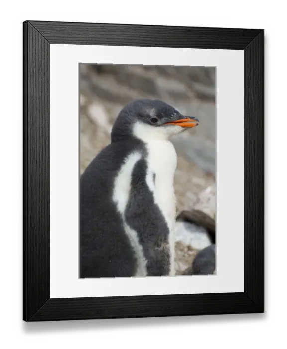 Framed Print : Antarctica. Antarctic Peninsula. Neko Harbor. Gentoo Penguin colony. Gentoo Penguin