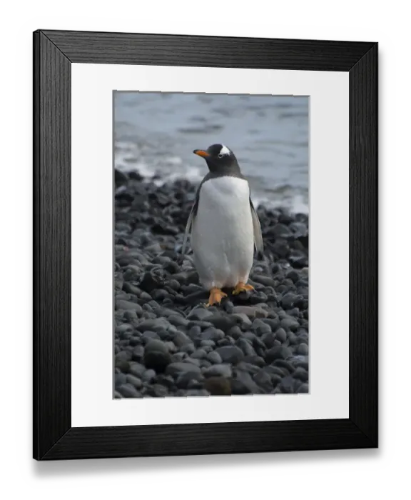 Framed Print : Antarctica. Antarctic Peninsula. Brown Bluff. Gentoo penguin (Pygoscelis papua)