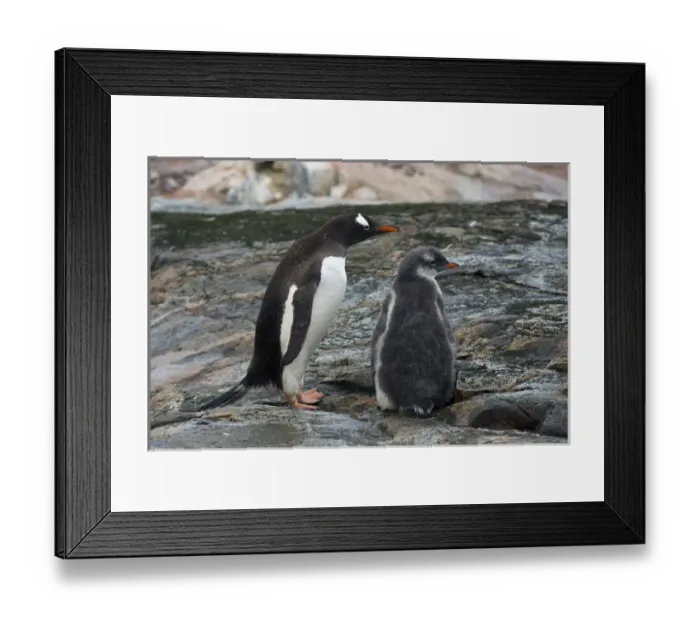 Framed Print : Antarctica. Antarctic Peninsula. Petermann Island. Gentoo penguin (Pygoscelis papua) parent Framed Print : Antarctica. Antarctic Peninsula. Petermann Island. Gentoo penguin (Pygoscelis papua) parent