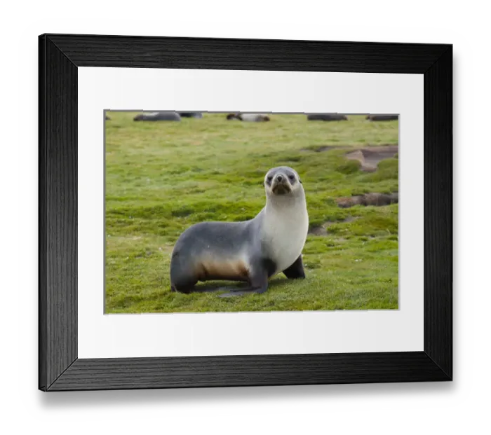 Framed Print : South Georgia. Salisbury Plain. Antarctic fur seal (Arctocephalus gazella) standing Framed Print : South Georgia. Salisbury Plain. Antarctic fur seal (Arctocephalus gazella) standing