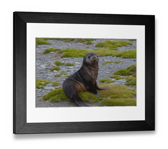 Framed Print : South Georgia. Salisbury Plain. Antarctic fur seal (Arctocephalus gazella) pup