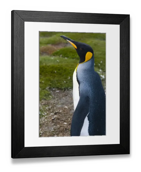 Framed Print : South Georgia. Salisbury Plain. King penguins (Aptenodytes patagonicus) Framed Print : South Georgia. Salisbury Plain. King penguins (Aptenodytes patagonicus)