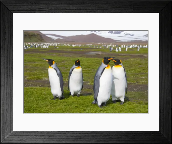 Framed Print : South Georgia. Salisbury Plain. King penguins (Aptenodytes patagonicus)