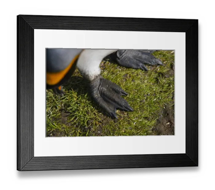 Framed Print : South Georgia. Salisbury Plain. King penguins (Aptenodytes patagonicus) feet
