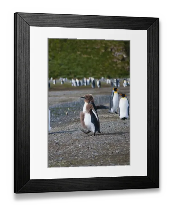 Framed Print : South Georgia. Salisbury Plain. King penguin (Aptenodytes patagonicus) chick molting Framed Print : South Georgia. Salisbury Plain. King penguin (Aptenodytes patagonicus) chick molting
